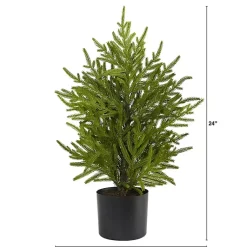 Discount Norfolk Island Pine Mini Tree in Black Planter Christmas Arrangements & Garland