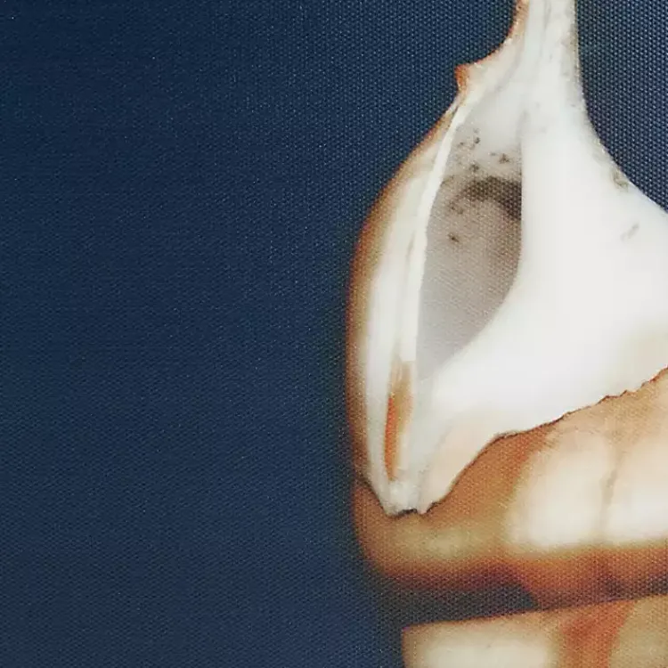 Kirklands Home Canvas Art|Ocean Shell Framed Canvas Art Prints, Set of 4