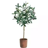 Outlet Olive Branch Tree in Weathered Planter, 3 ft. Trees & Topiaries