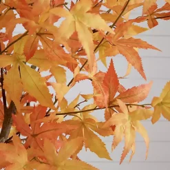 Best Maple Tree in Black Planter, 7 ft. Trees & Topiaries