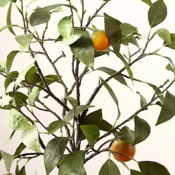 Best Orange Tree in White Pot Trees & Topiaries
