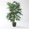 Hot Phoenix Palm Tree in Black Nursery Pot Trees & Topiaries