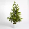 Online Potted Norway Spruce Christmas Tree, 60 in. Christmas Trees