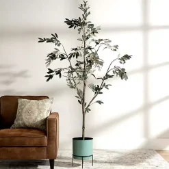 Sale Potted Olive Branch Tree, 6 ft. Trees & Topiaries