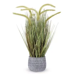 Best Prairie Grass in Pot Trees & Topiaries