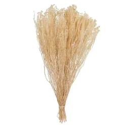 New Preserved Natural Bleached Staavia Bush Stems & Bouquets