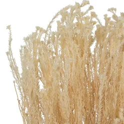New Preserved Natural Bleached Staavia Bush Stems & Bouquets