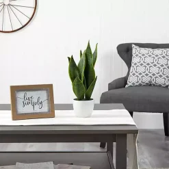 Sansevieria Arrangement in White Planter Arrangements & Greenery