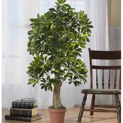 Online Schefflera Tree in Terra Cotta Planter, 4 ft. Trees & Topiaries