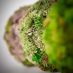 New Sedum Succulent Orbs, Set of 3 Bowl Filler