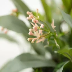 Outlet Seeded Blade Eucalyptus Wreath, 25 in. Wreaths