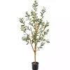 Outlet Slender Olive Branch Tree in Nursery Planter Trees & Topiaries