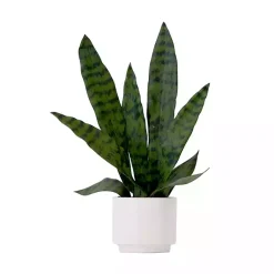 Outlet Snake Plant Arrangement in White Planter Arrangements & Greenery