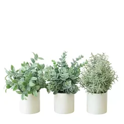 Best Succulent Arrangements in Ceramic Pots, Set of 3 Arrangements & Greenery