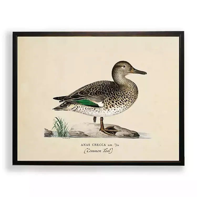 Kirklands Home Framed Art|Vintage Common Teal Duck Framed Art Print