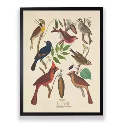 Kirklands Home Framed Art|Vintage Finch Birds Framed Art Print