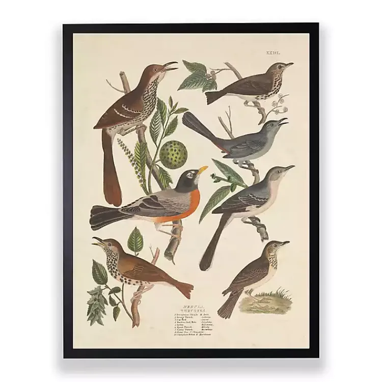 Kirklands Home Framed Art|Vintage Thrush Birds Framed Art Print