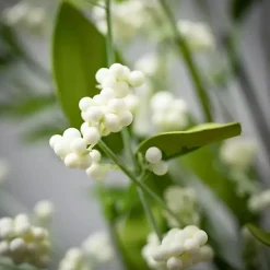 Best White Berry Leafy Garland Arrangements & Greenery