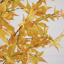 Hot Maple Tree in Black Planter, 7 ft. Trees & Topiaries